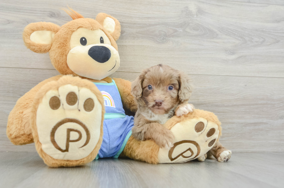 5 week old Mini Aussiedoodle Puppy For Sale - Simply Southern Pups