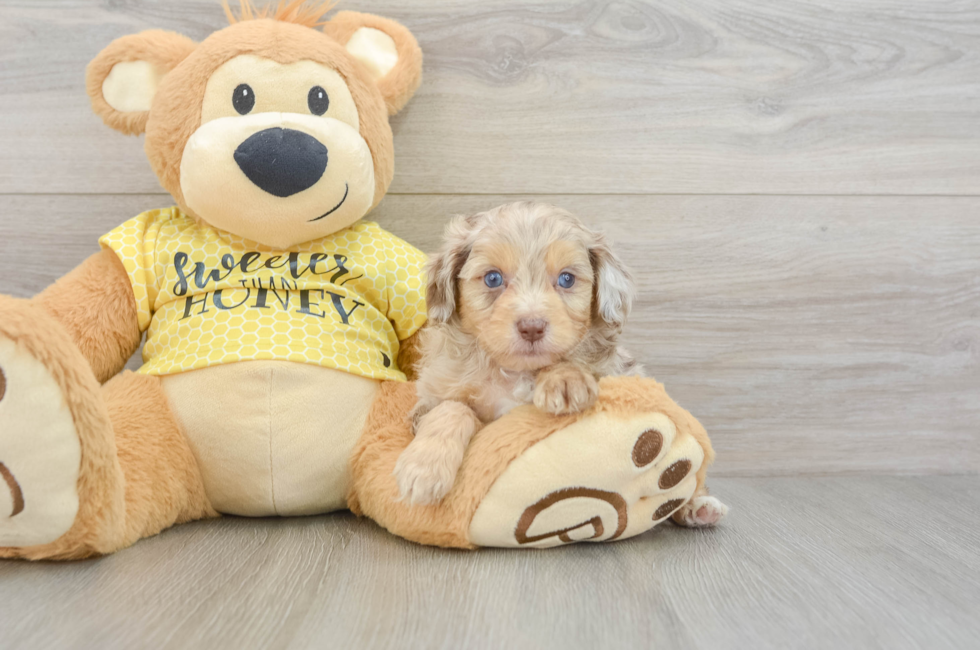 5 week old Mini Aussiedoodle Puppy For Sale - Simply Southern Pups
