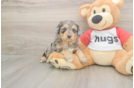 Meet Griffy - our Mini Aussiedoodle Puppy Photo  2/3 - Simply Southern Pups Best Mini Aussiedoodle Baby