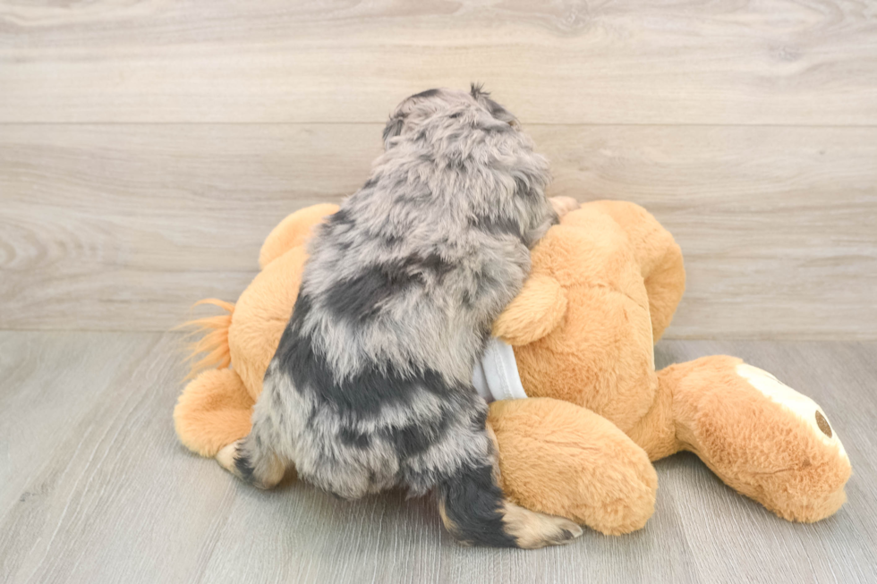 Meet Griffy - our Mini Aussiedoodle Puppy Photo  3/3 - Simply Southern Pups Best Mini Aussiedoodle Baby