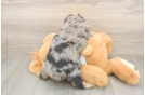 Meet Griffy - our Mini Aussiedoodle Puppy Photo  3/3 - Simply Southern Pups Best Mini Aussiedoodle Baby