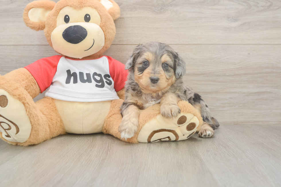 Meet Griffy - our Mini Aussiedoodle Puppy Photo  1/3 - Simply Southern Pups Mini Aussiedoodle Puppy for Adoption