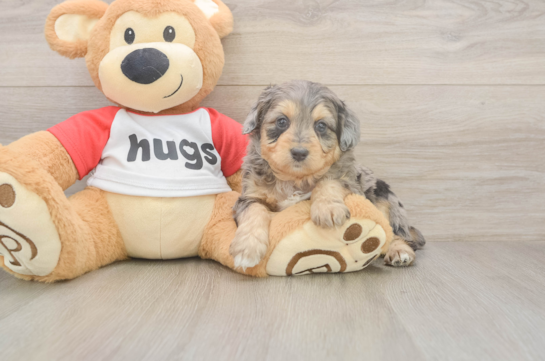 5 week old Mini Aussiedoodle Puppy For Sale - Simply Southern Pups Mini Aussiedoodle Puppy for Adoption