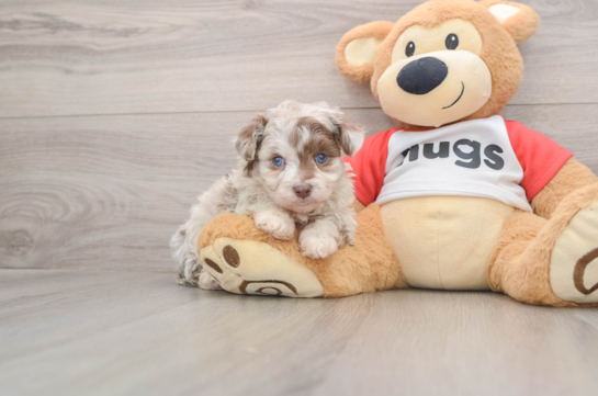 Mini Aussiedoodle Pup Being Cute