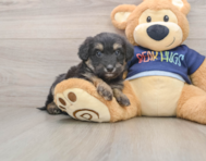 6 week old Mini Aussiedoodle Puppy For Sale - Simply Southern Pups