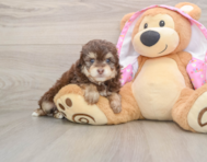 7 week old Mini Aussiedoodle Puppy For Sale - Simply Southern Pups