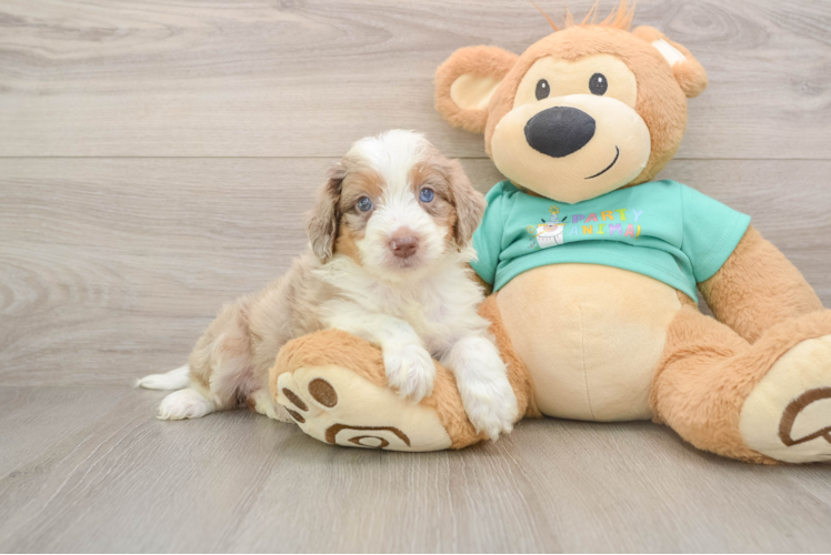 Small Mini Aussiedoodle Baby