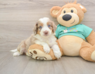 6 week old Mini Aussiedoodle Puppy For Sale - Simply Southern Pups