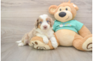 Small Mini Aussiedoodle Baby