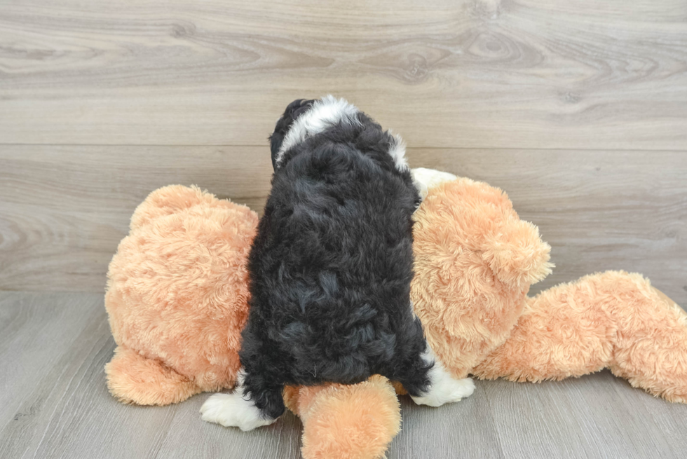 Best Mini Aussiedoodle Baby