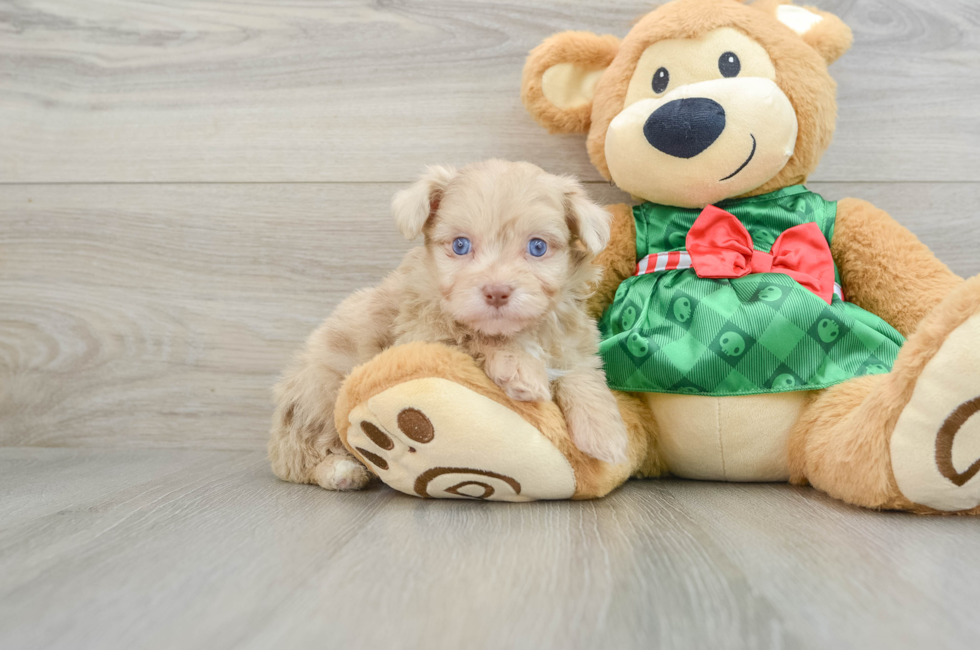 6 week old Mini Aussiedoodle Puppy For Sale - Simply Southern Pups