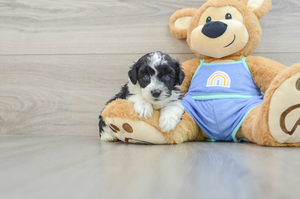 6 week old Mini Aussiedoodle Puppy For Sale - Simply Southern Pups