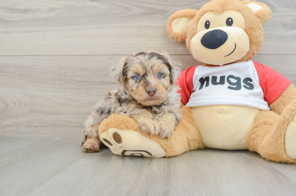 5 week old Mini Aussiedoodle Puppy For Sale - Simply Southern Pups