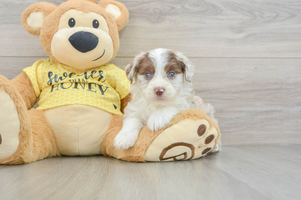 5 week old Mini Aussiedoodle Puppy For Sale - Simply Southern Pups