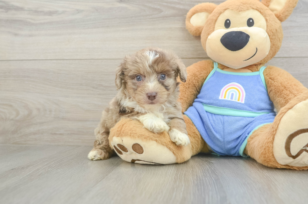 5 week old Mini Aussiedoodle Puppy For Sale - Simply Southern Pups