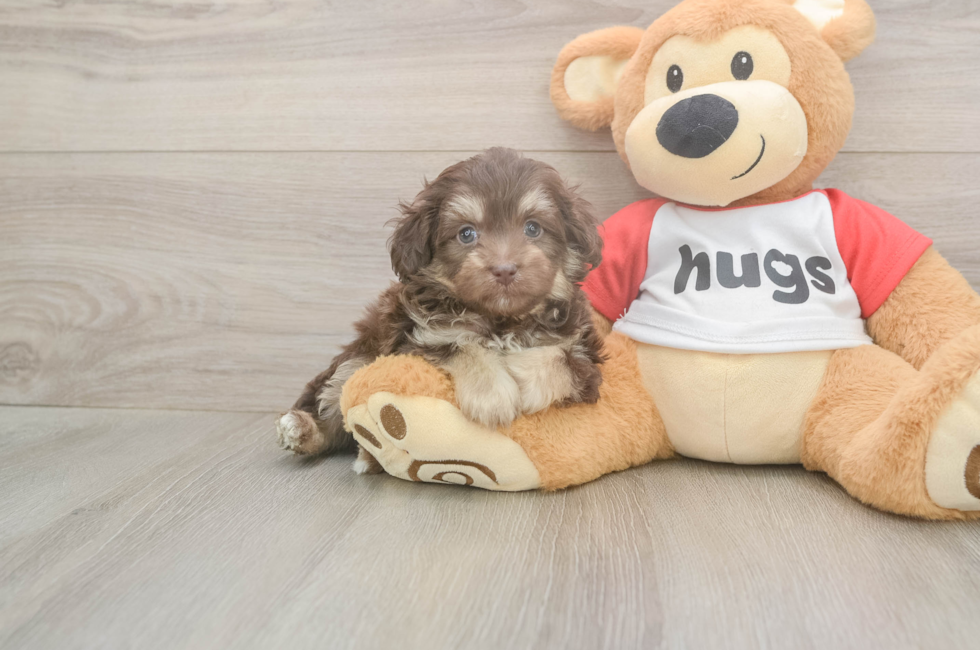 5 week old Mini Aussiedoodle Puppy For Sale - Simply Southern Pups