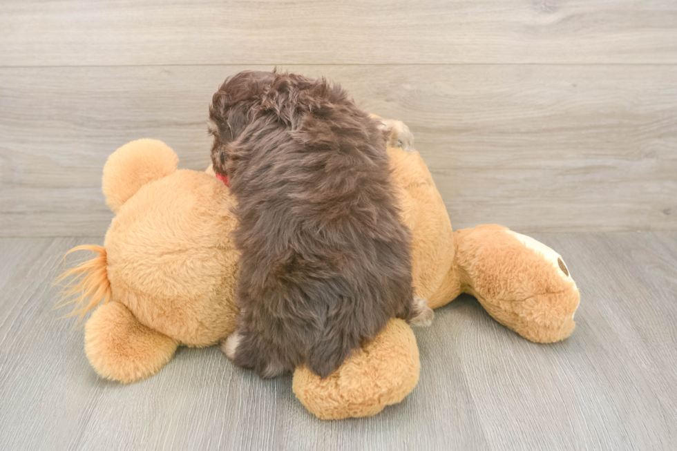 Meet Gunner - our Mini Aussiedoodle Puppy Photo  3/3 - Simply Southern Pups Mini Aussiedoodle Pup Being Cute