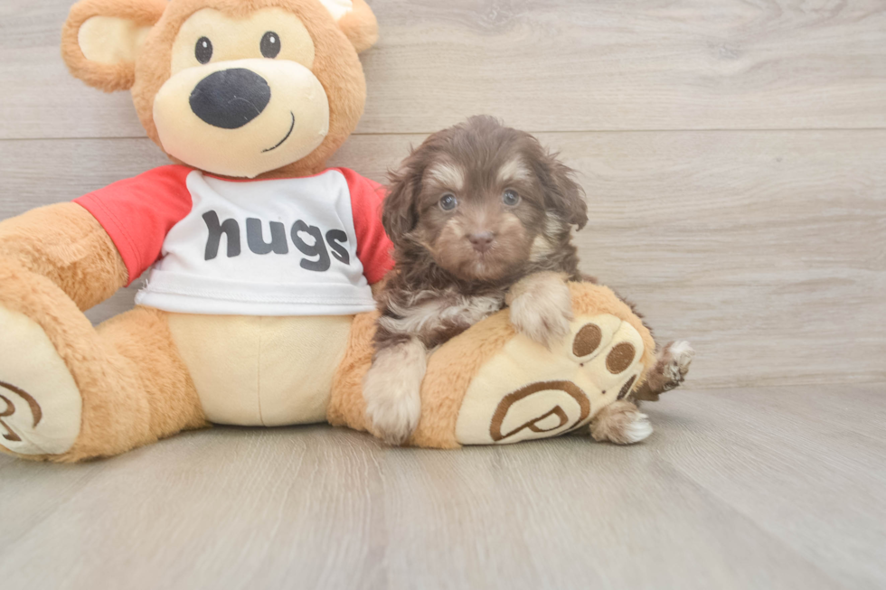 Meet Gunner - our Mini Aussiedoodle Puppy Photo  2/3 - Simply Southern Pups Friendly Mini Aussiedoodle Baby