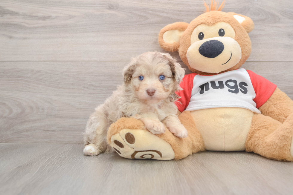 Best Mini Aussiedoodle Baby