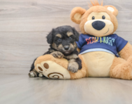 8 week old Mini Aussiedoodle Puppy For Sale - Simply Southern Pups