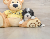 9 week old Mini Aussiedoodle Puppy For Sale - Simply Southern Pups