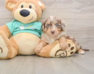 6 week old Mini Aussiedoodle Puppy For Sale - Simply Southern Pups