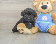 7 week old Mini Aussiedoodle Puppy For Sale - Simply Southern Pups