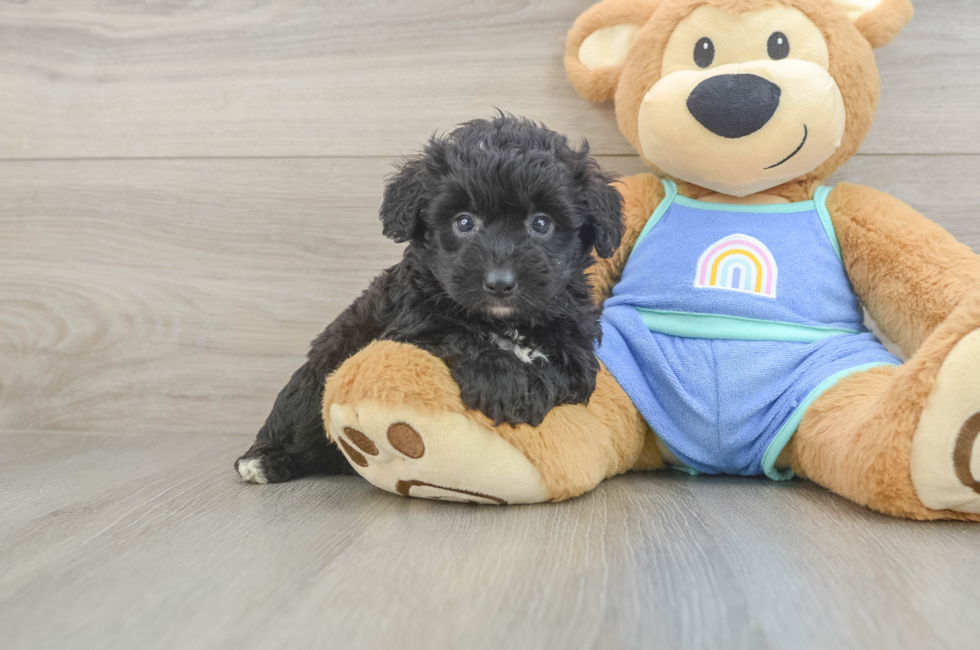 5 week old Mini Aussiedoodle Puppy For Sale - Simply Southern Pups