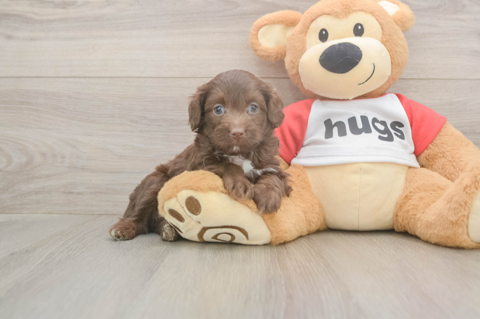 Meet Gussie - our Mini Aussiedoodle Puppy Photo  1/3 - Simply Southern Pups Popular Mini Aussiedoodle Poodle Mix Pup