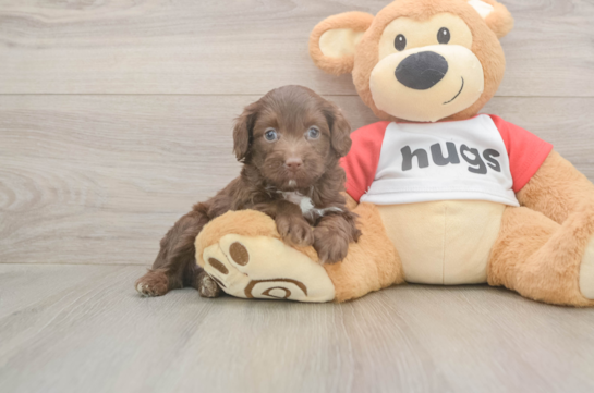 5 week old Mini Aussiedoodle Puppy For Sale - Simply Southern Pups Popular Mini Aussiedoodle Poodle Mix Pup