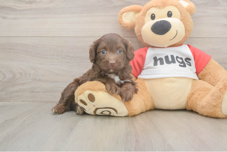 Meet Gussie - our Mini Aussiedoodle Puppy Photo  1/3 - Simply Southern Pups Popular Mini Aussiedoodle Poodle Mix Pup