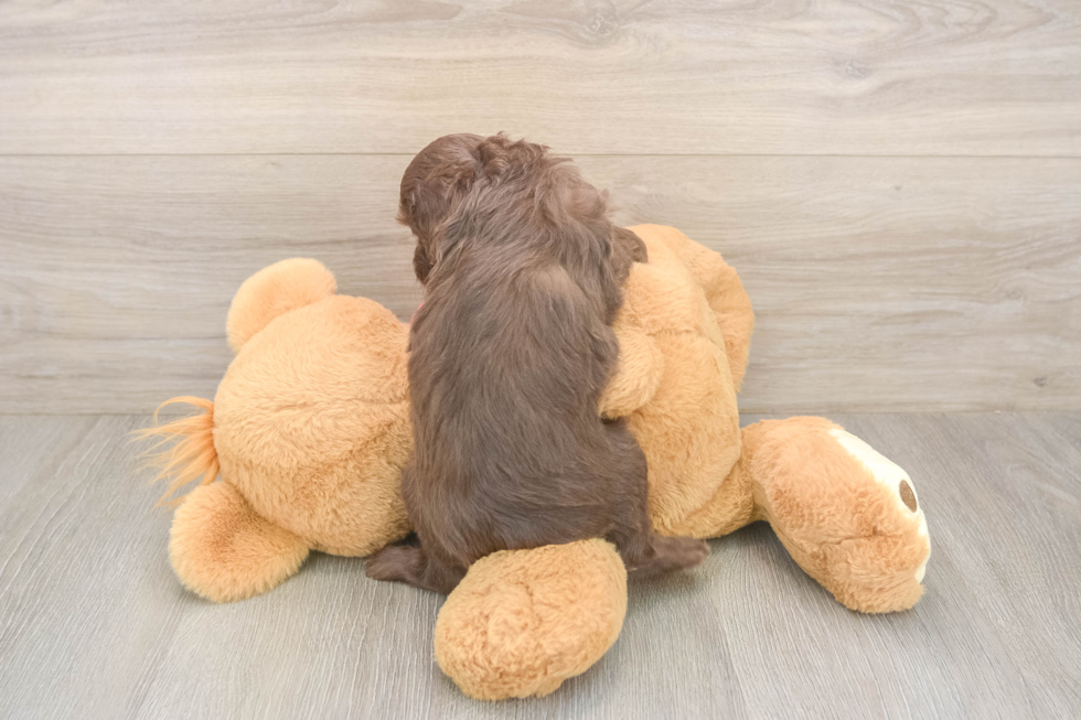 Meet Gussie - our Mini Aussiedoodle Puppy Photo  3/3 - Simply Southern Pups Little Mini Aussiepoo Poodle Mix Puppy