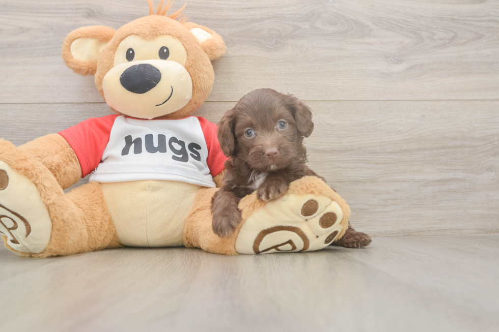 Meet Gussie - our Mini Aussiedoodle Puppy Photo  2/3 - Simply Southern Pups Adorable Mini Australian Shepherd X Poodle Mix Poodle Mix Puppy
