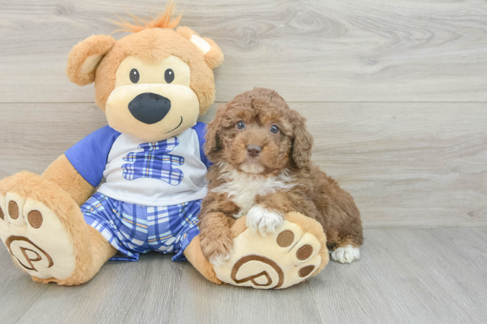 Playful Mini Aussiepoodle Poodle Mix Puppy