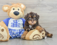 7 week old Mini Aussiedoodle Puppy For Sale - Simply Southern Pups