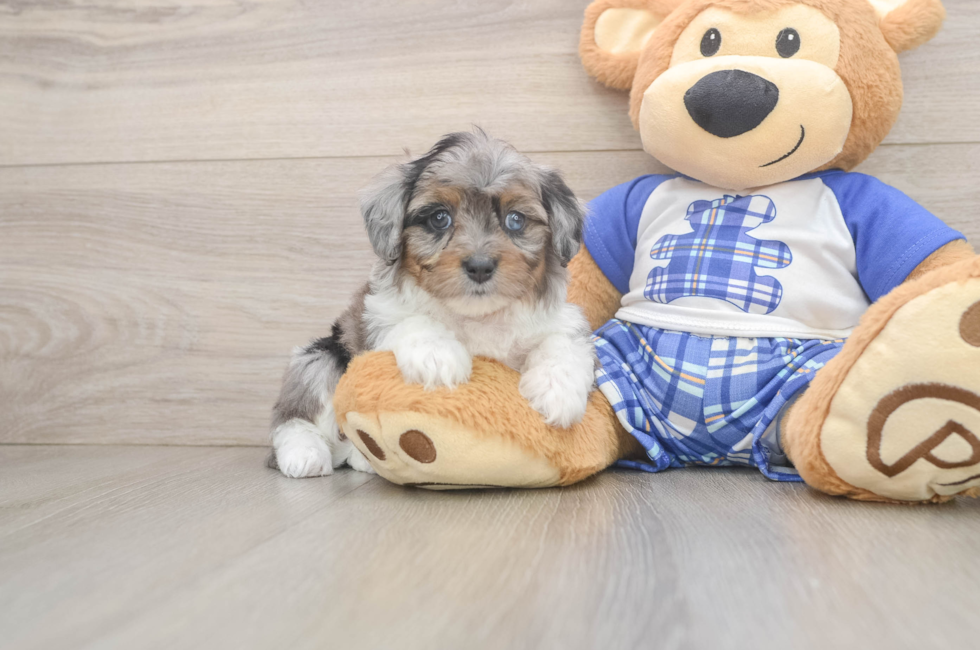 7 week old Mini Aussiedoodle Puppy For Sale - Simply Southern Pups