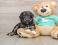 6 week old Mini Aussiedoodle Puppy For Sale - Simply Southern Pups