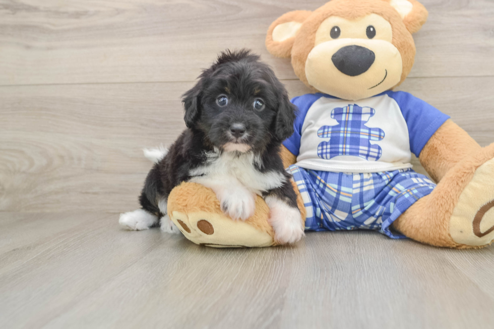 Adorable Aussiepoo Poodle Mix Puppy