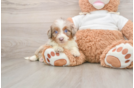 Mini Aussiedoodle Pup Being Cute