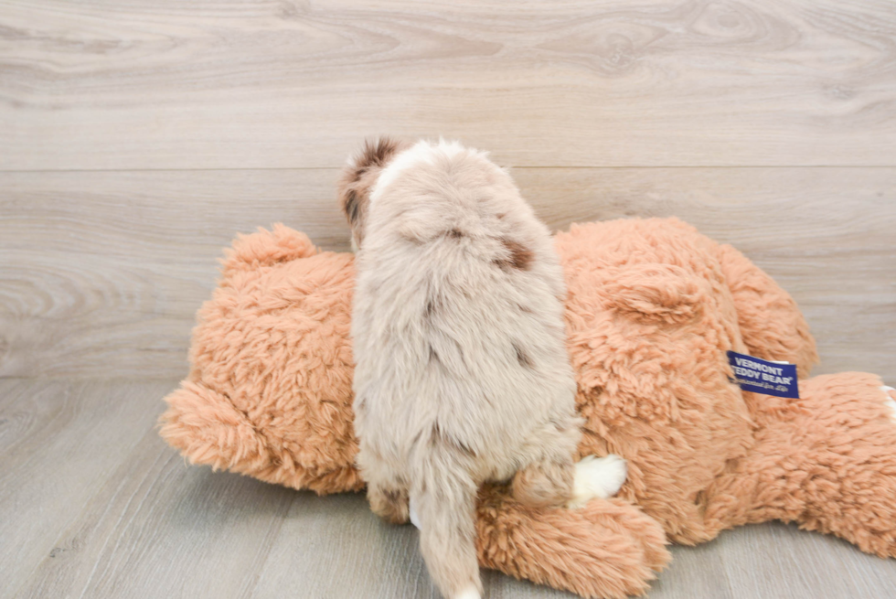 Best Mini Aussiedoodle Baby