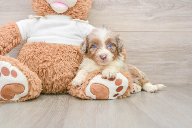 Happy Mini Aussiedoodle Baby