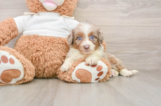 Happy Mini Aussiedoodle Baby