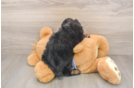 Petite Mini Aussiedoodle Poodle Mix Pup