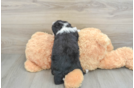 Happy Mini Aussiedoodle Baby