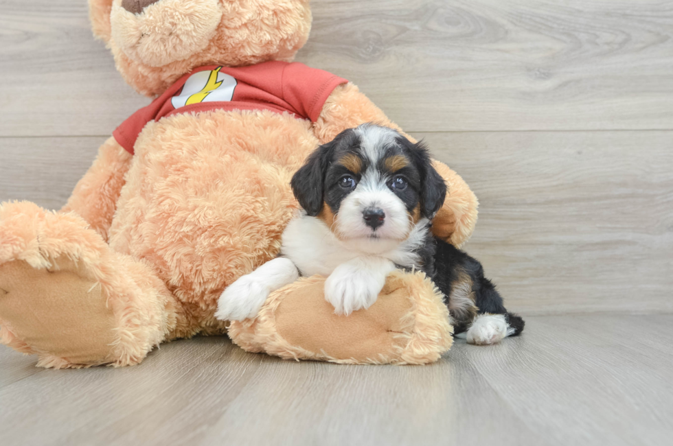 6 week old Mini Aussiedoodle Puppy For Sale - Simply Southern Pups