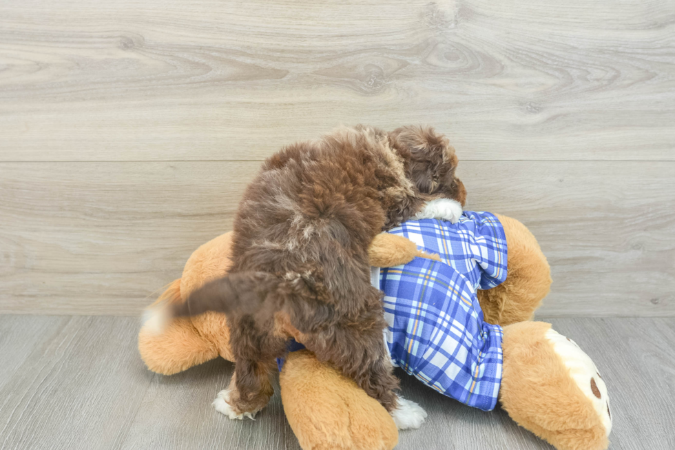 Petite Mini Aussiedoodle Poodle Mix Pup