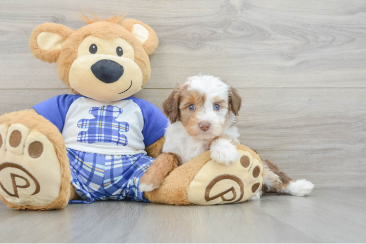 Popular Mini Aussiedoodle Poodle Mix Pup