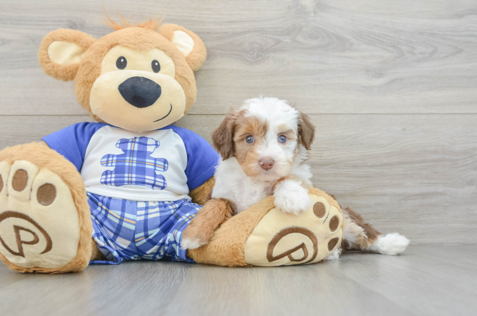 6 week old Mini Aussiedoodle Puppy For Sale - Simply Southern Pups
