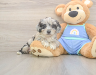7 week old Mini Aussiedoodle Puppy For Sale - Simply Southern Pups