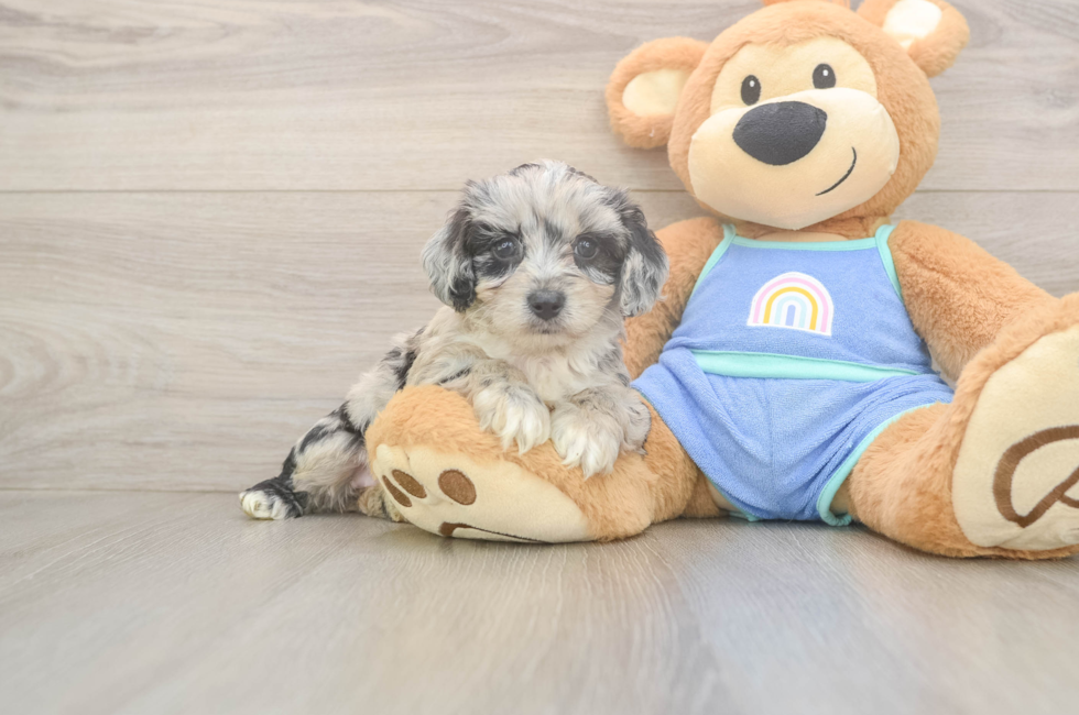 5 week old Mini Aussiedoodle Puppy For Sale - Simply Southern Pups
